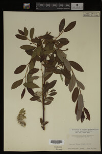 Salix maccalliana image