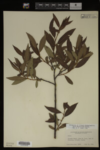 Salix maccalliana image