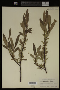 Salix maccalliana image