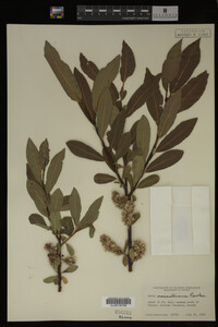 Salix maccalliana image