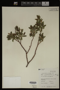 Salix maccalliana image