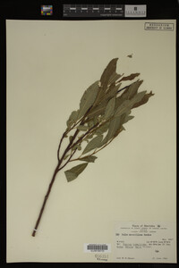 Salix maccalliana image