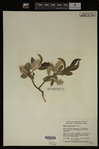 Salix maccalliana image