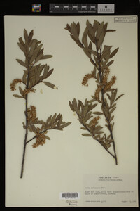 Salix melanopsis image