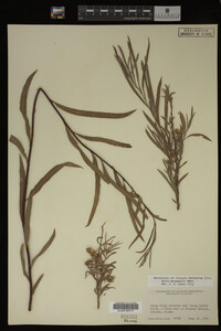 Salix melanopsis image