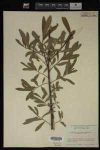 Salix melanopsis image
