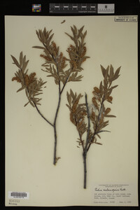 Salix melanopsis image