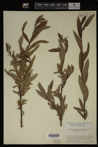 Salix melanopsis image