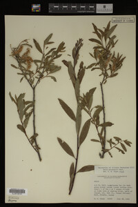 Salix melanopsis image