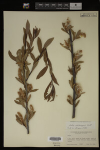 Salix melanopsis image