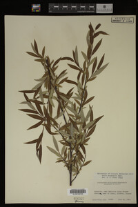 Salix melanopsis image