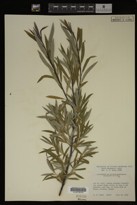 Salix melanopsis image