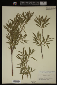 Salix melanopsis image