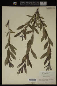 Salix melanopsis image