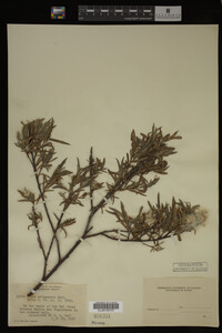Salix melanopsis image