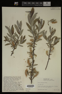 Salix melanopsis image