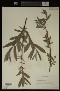 Salix melanopsis image