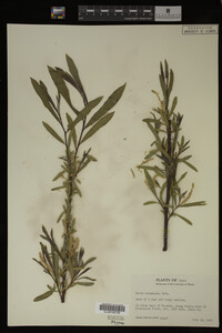 Salix melanopsis image