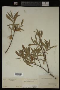 Salix melanopsis image