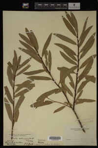 Salix melanopsis image
