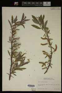 Salix melanopsis image