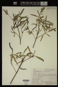 Salix melanopsis image