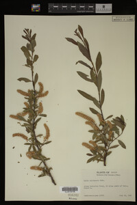 Salix melanopsis image