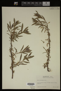 Salix melanopsis image