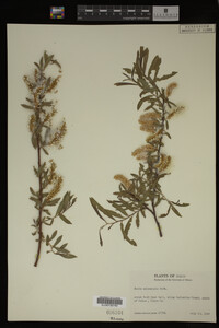 Salix melanopsis image