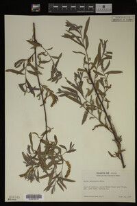 Salix melanopsis image