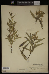 Salix melanopsis image