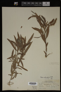 Salix melanopsis image