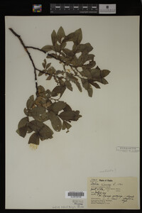 Salix monticola image