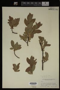 Image Associated With the Occurrence