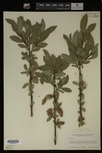 Salix monticola image