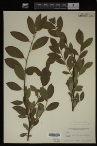 Image Associated With the Occurrence