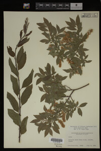 Salix monticola image