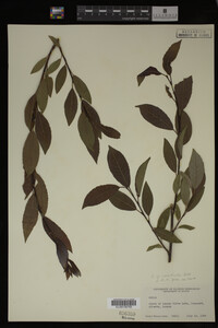 Salix monticola image