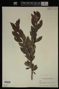 Salix monticola image
