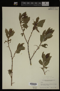 Salix monticola image