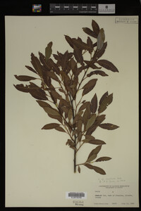 Salix monticola image
