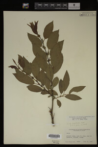 Salix monticola image