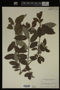 Salix monticola image