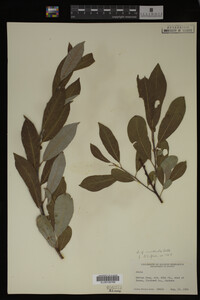 Salix monticola image