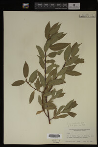 Image Associated With the Occurrence