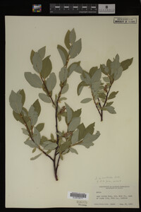 Image Associated With the Occurrence