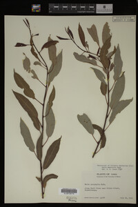 Salix monticola image