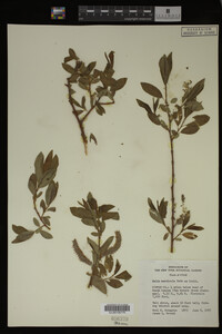 Salix monticola image