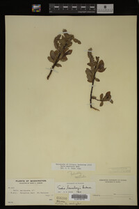 Salix monticola image