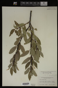Image Associated With the Occurrence